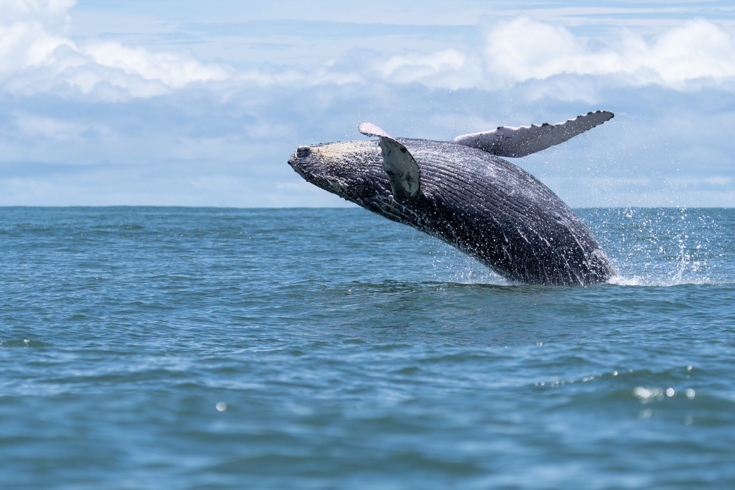 Humpback whale jumping in Costa Rica