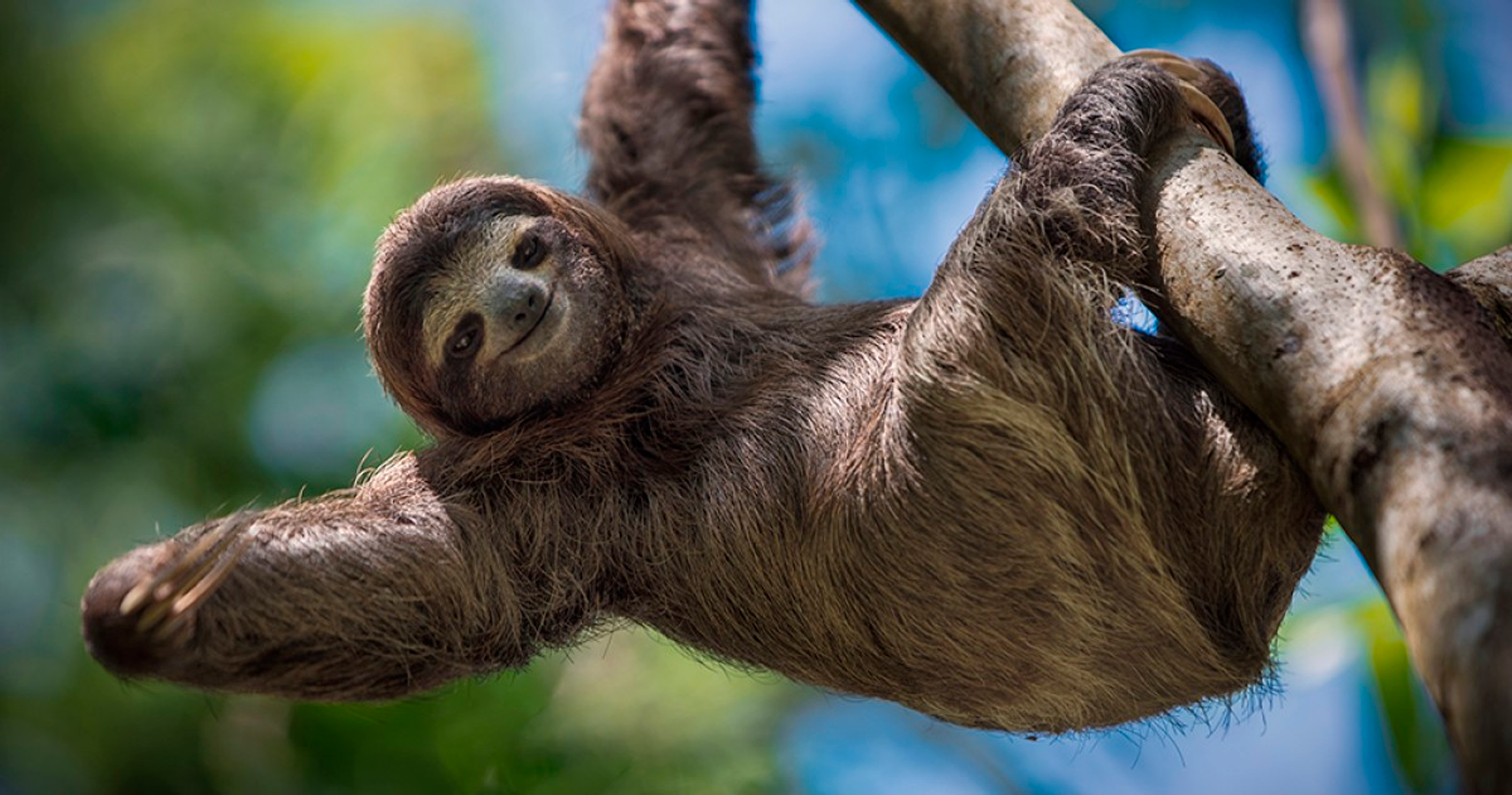 Sloth in Costa Rican rainforest