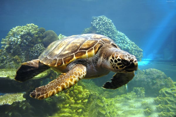 Sea Turtle in Costa Rica